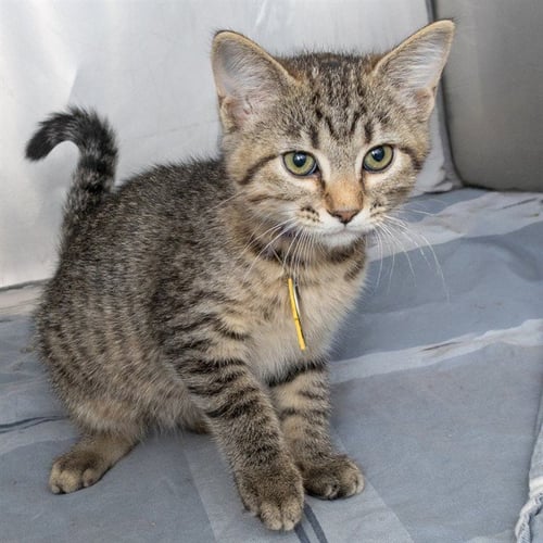 BENNET - Domestic Short Hair available for adoption
