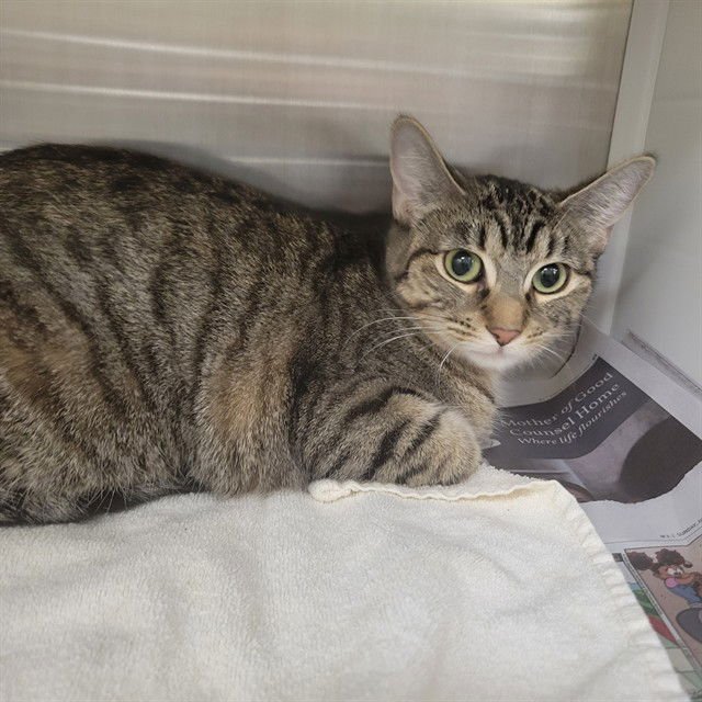 INDICA - Domestic Short Hair available for adoption