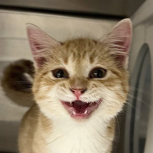 TAJIN - Domestic Short Hair available for adoption