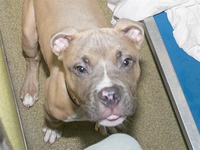 ZION - Pit Bull Terrier available for adoption