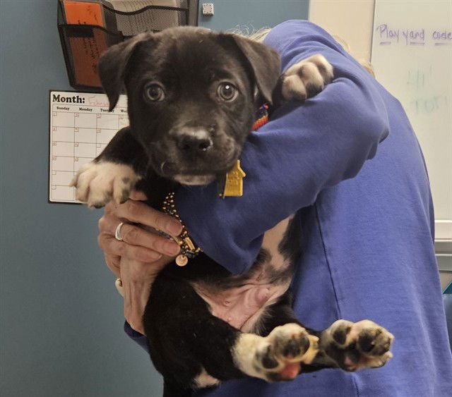 ROLY - Labrador Retriever / Pit Bull Terrier available for adoption