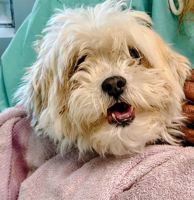 PETE - Shih Tzu / Maltese available for adoption