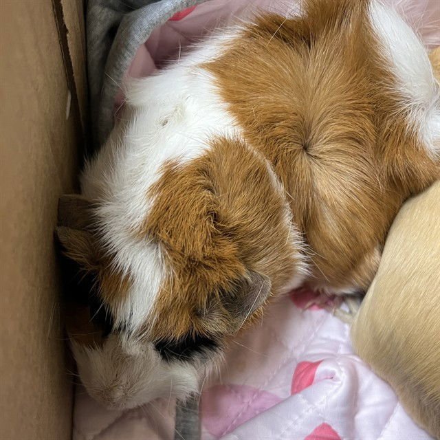 NIBBLES - Guinea Pig available for adoption