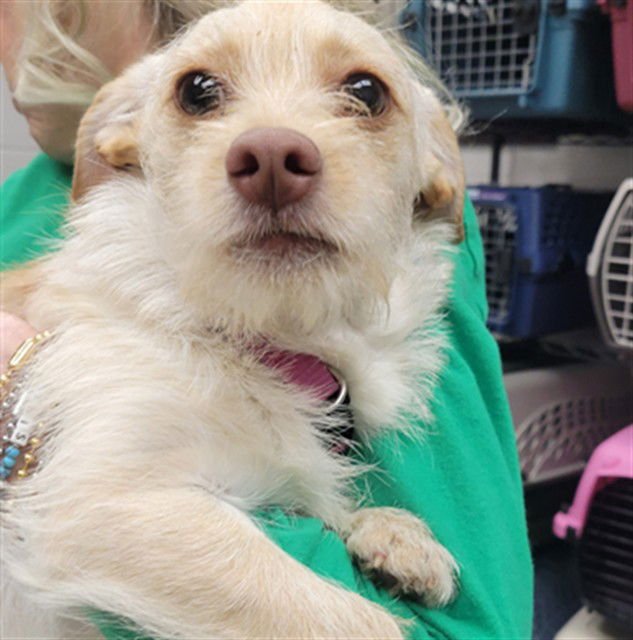 LEONA - Norfolk Terrier available for adoption