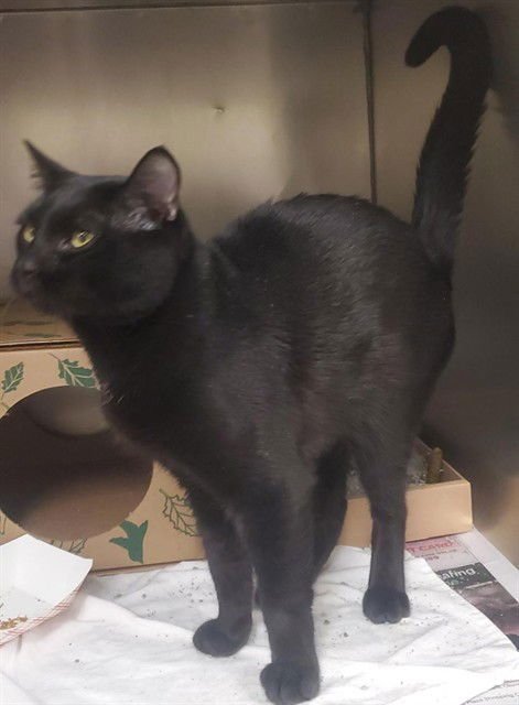 DATE - Domestic Short Hair available for adoption