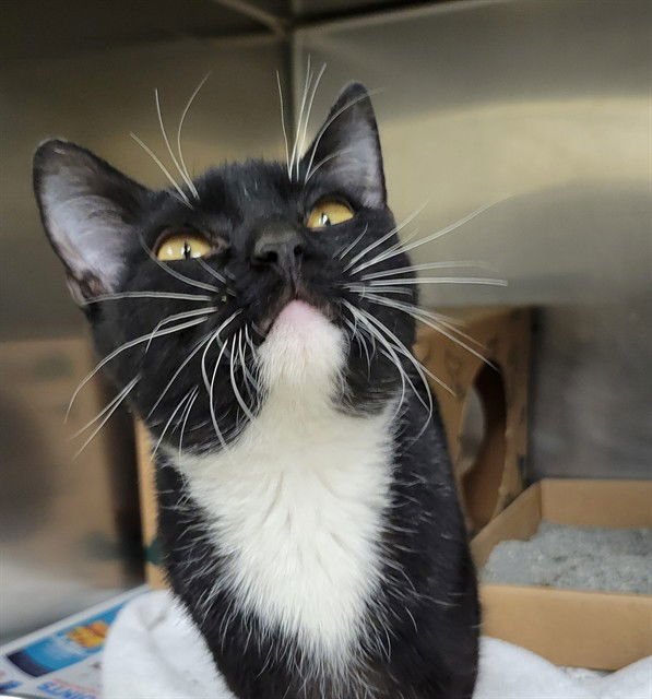 SQUIRREL - Domestic Short Hair available for adoption