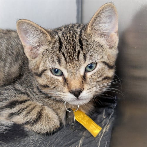 DONNIE - Domestic Short Hair available for adoption