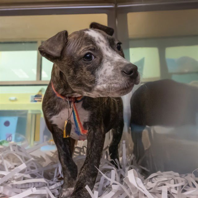 FYNN - Pit Bull Terrier available for adoption