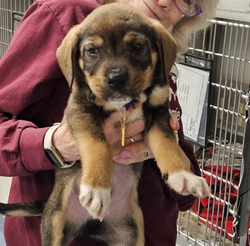 THISTLE - Labrador Retriever available for adoption