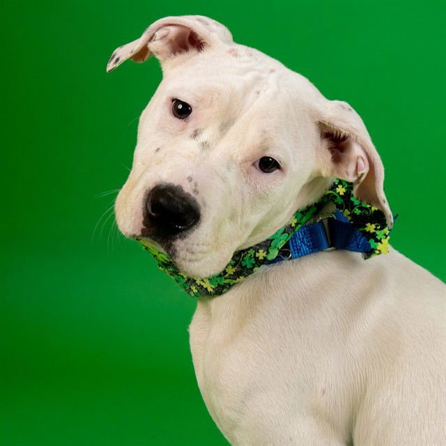SPAGHETTI - Pit Bull Terrier available for adoption