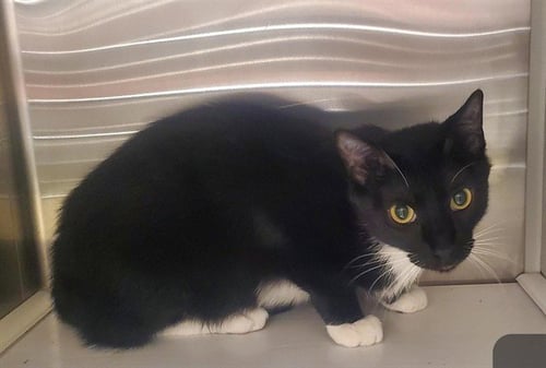 ROMI - Domestic Short Hair available for adoption