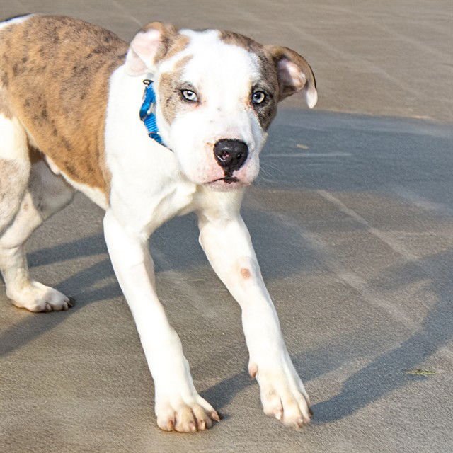 BANDIT - Pit Bull Terrier available for adoption