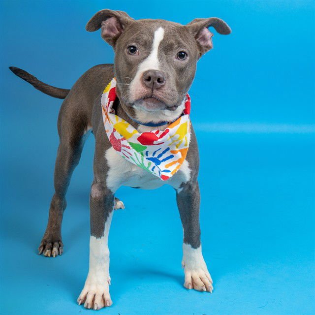 PADDIWACK - Pit Bull Terrier available for adoption