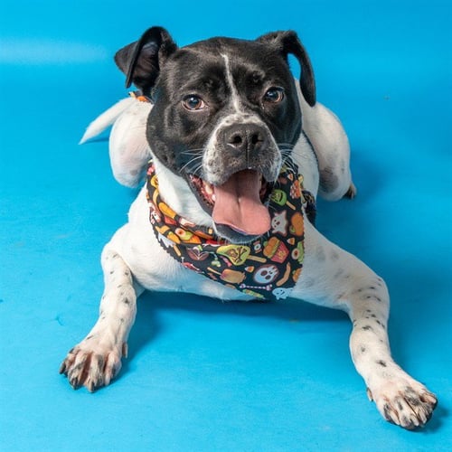 PRINCESS SAMMY - Pit Bull Terrier available for adoption