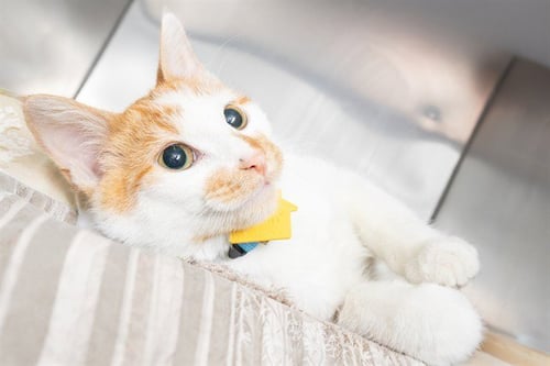 MARS - Domestic Short Hair available for adoption