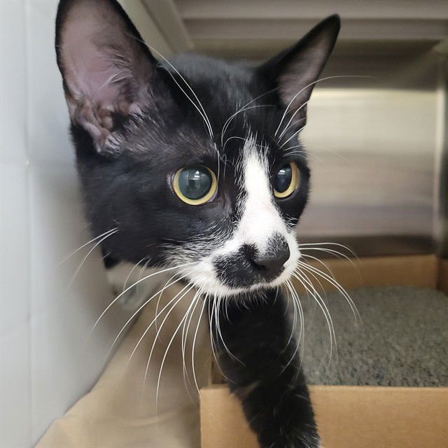 HAMILTON - Domestic Medium Hair available for adoption