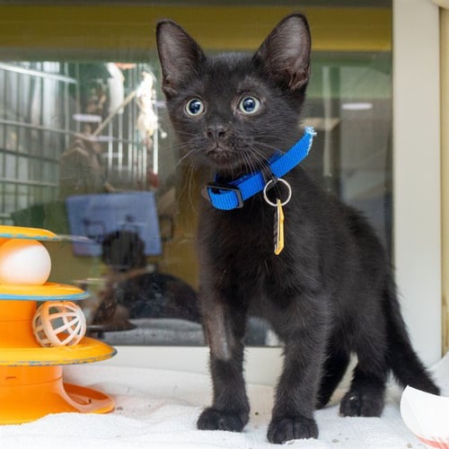 DUTCH - Domestic Short Hair available for adoption