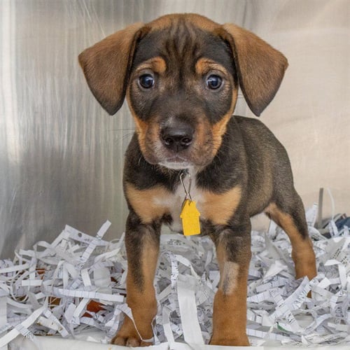 RAGWEED - Labrador Retriever available for adoption