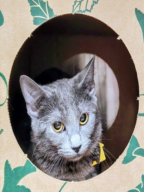 CHIME - Domestic Short Hair available for adoption