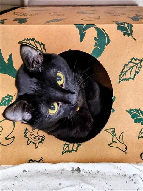 WILLOW - Domestic Short Hair available for adoption