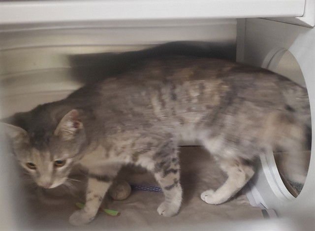 NESSA - Domestic Short Hair available for adoption