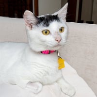 DOLLY - Photo 1