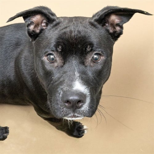 SCORPIUS - Pit Bull Terrier available for adoption