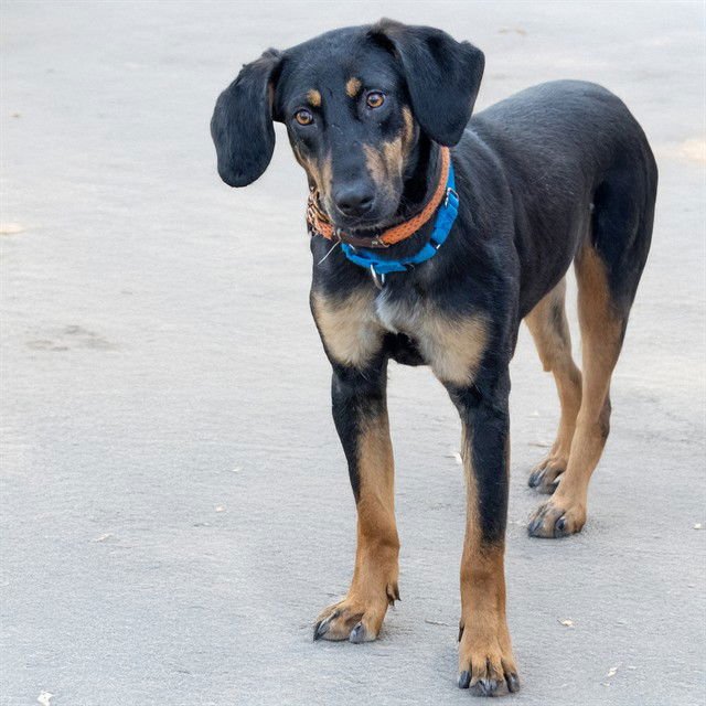 MERGANSER - Black and Tan Coonhound available for adoption