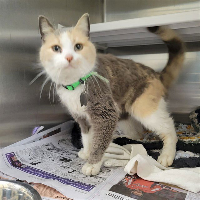 IMOGEN - Domestic Short Hair available for adoption