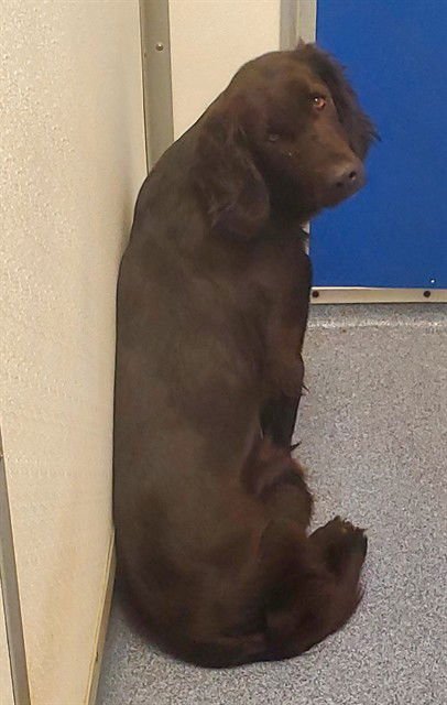 RISOTTO - Flat-coated Retriever available for adoption