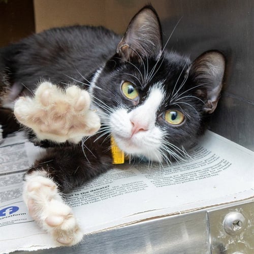 ARYLL - Domestic Short Hair available for adoption