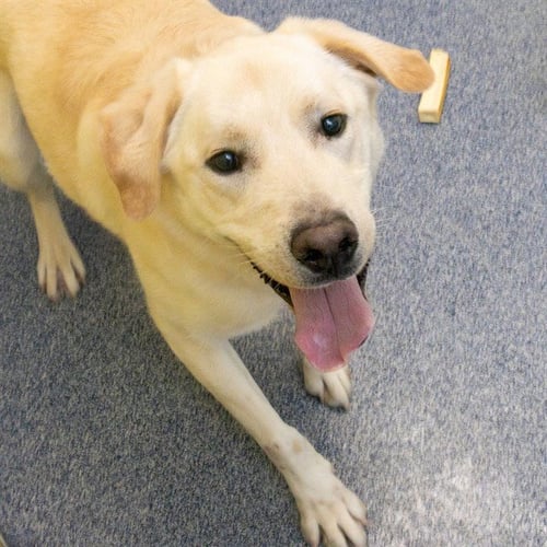 KINGSTON - Labrador Retriever available for adoption