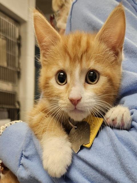 CHA CHA - Domestic Short Hair available for adoption