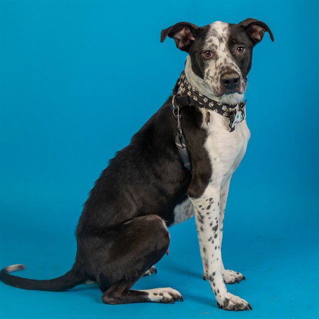RANGER - Australian Cattle Dog/Blue Heeler / Pit Bull Terrier available for adoption