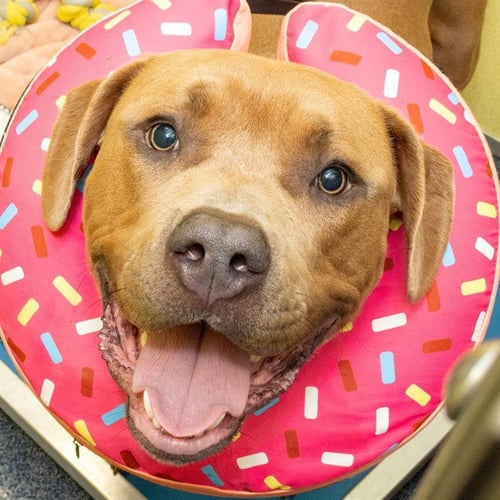BIGG - Pit Bull Terrier available for adoption
