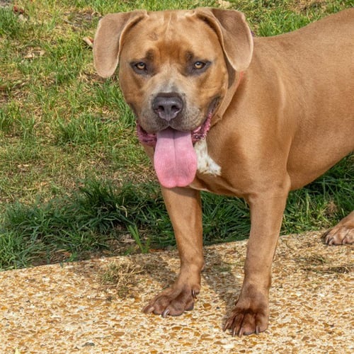 BIGG - Pit Bull Terrier available for adoption