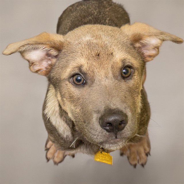 TOK - German Shepherd Dog available for adoption