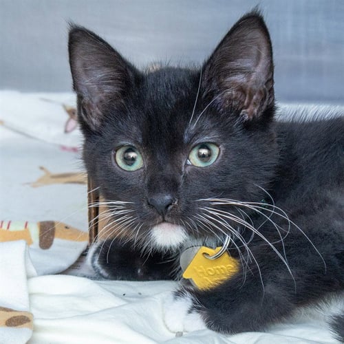 PICKLE - Domestic Medium Hair for adoption in St. Louis