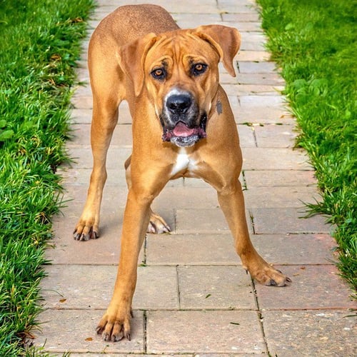 BAILEY - Mastiff available for adoption