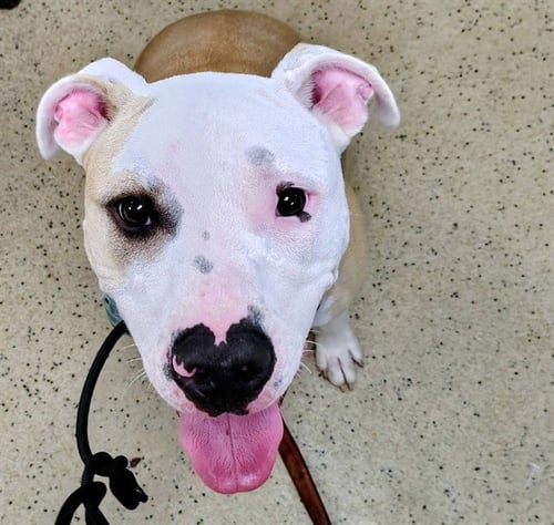 LEO - Pit Bull Terrier available for adoption