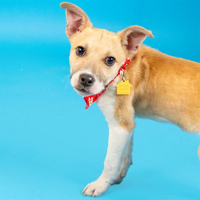 SALENA - Labrador Retriever available for adoption