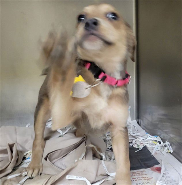 AMELIA - Australian Cattle Dog/Blue Heeler / Beagle available for adoption