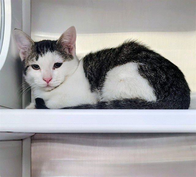 EMERALD - Domestic Short Hair available for adoption