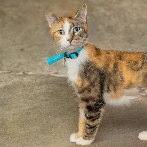 CLARA - Domestic Short Hair available for adoption