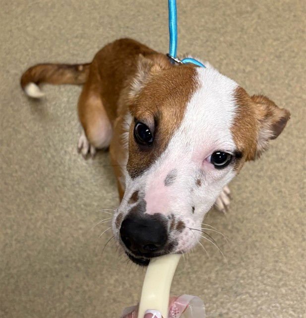 PRINCESS - Australian Shepherd available for adoption