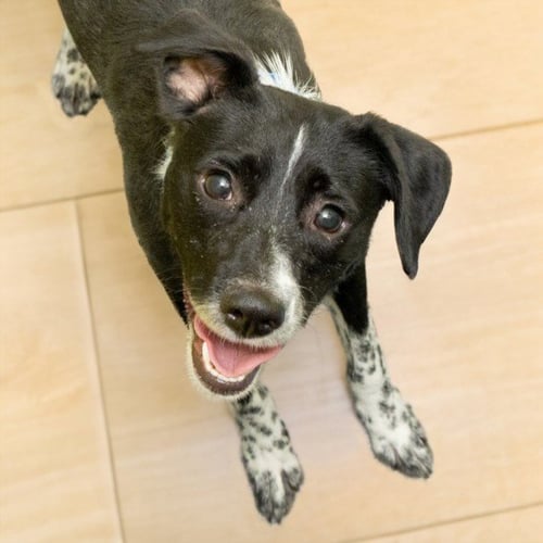 PAJAMAS - Border Collie available for adoption