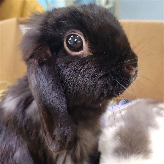 LEROY - Shorthaired Rabbit available for adoption