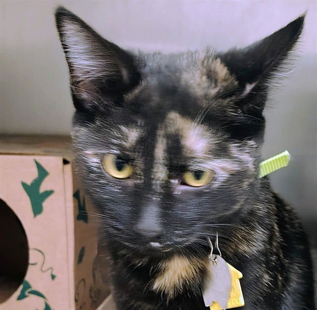 RIHANNA - Domestic Short Hair available for adoption