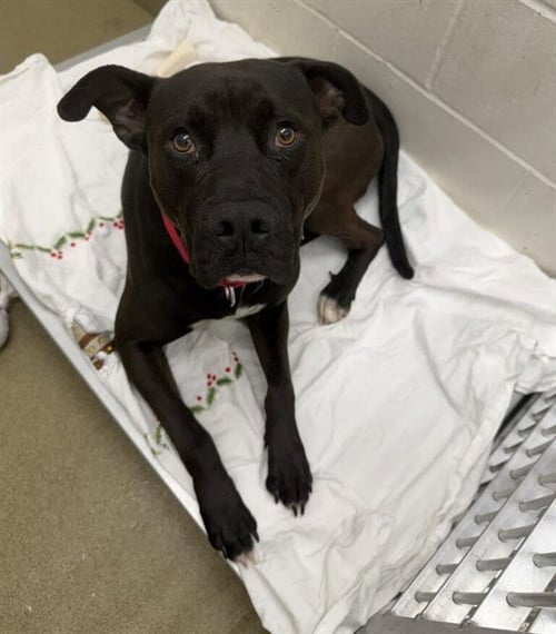 DEAN - Pit Bull Terrier available for adoption