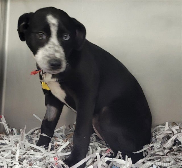 WRENLEE - Siberian Husky available for adoption